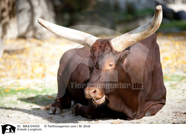 Ankole Longhorn / MAZ-04000