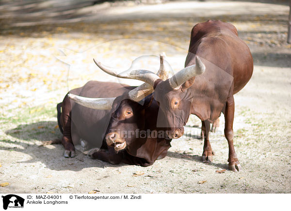 Ankole Longhorns / MAZ-04001