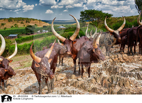 Watussirinder / Ankole Longhorns / JR-02264