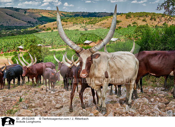 Ankole Longhorns / JR-02268