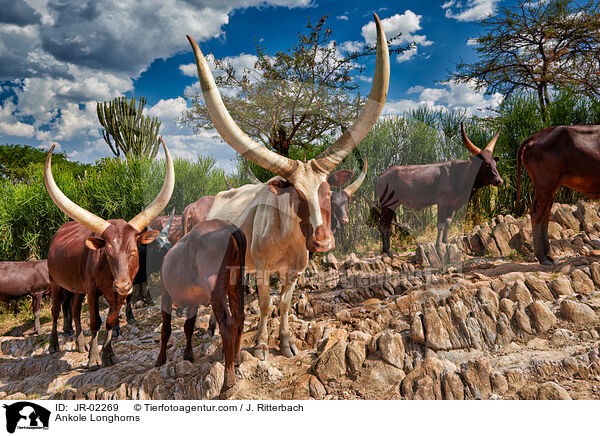 Watussirinder / Ankole Longhorns / JR-02269