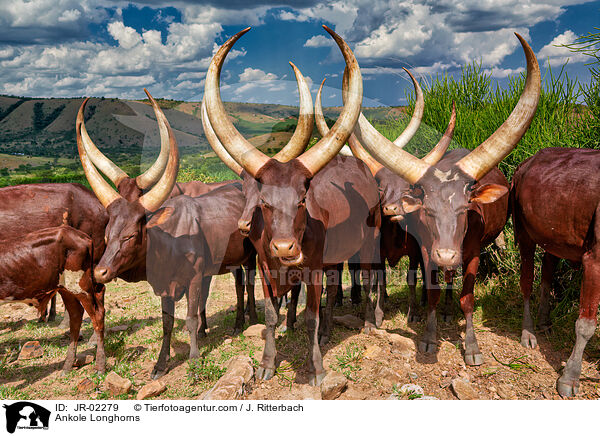 Watussirinder / Ankole Longhorns / JR-02279