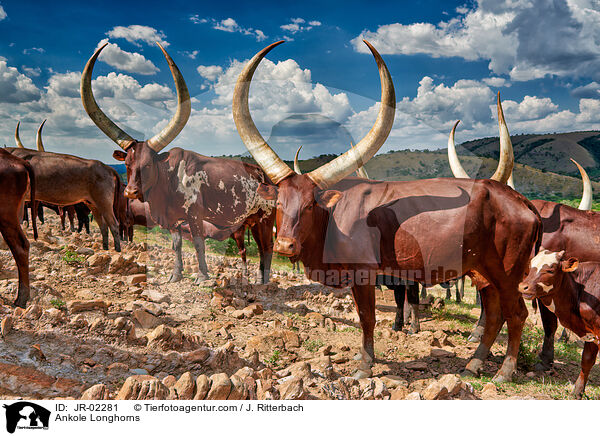 Ankole Longhorns / JR-02281