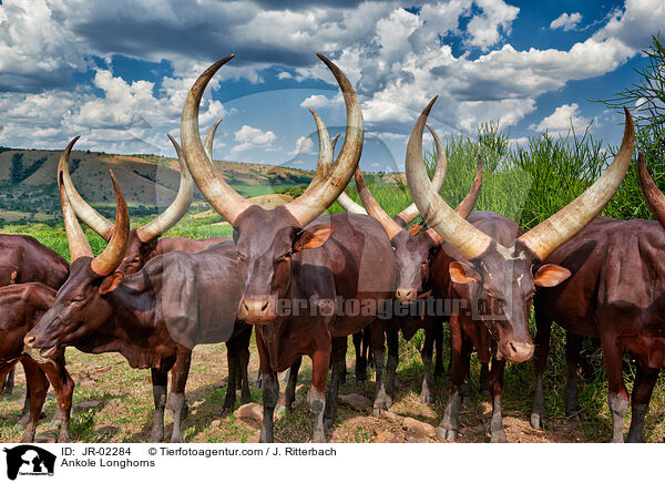 Watussirinder / Ankole Longhorns / JR-02284