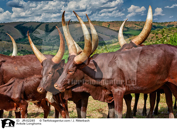 Ankole Longhorns / JR-02285