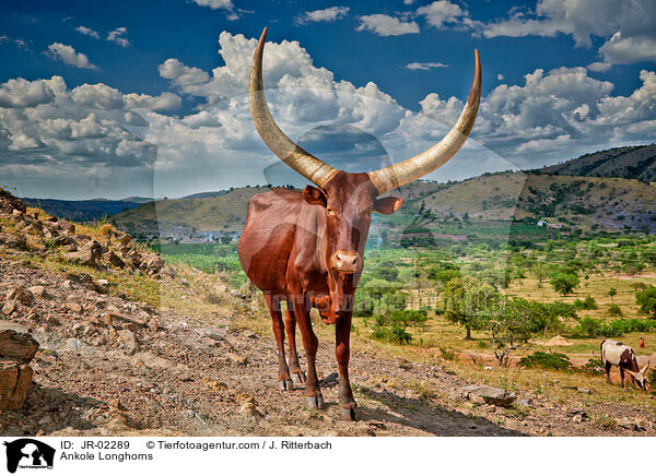 Ankole Longhorns / JR-02289