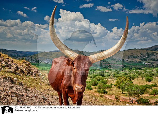 Ankole Longhorns / JR-02290