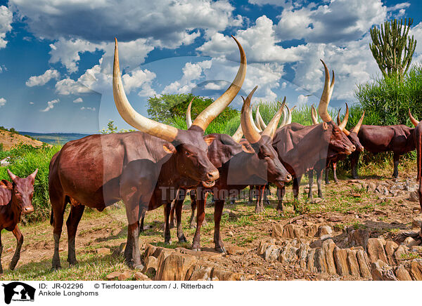 Ankole Longhorns / JR-02296