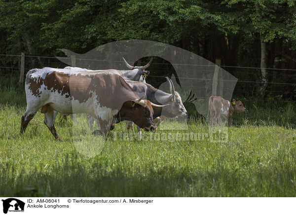 Ankole Longhorns / AM-06041