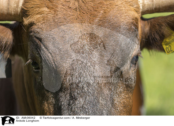 Ankole Longhorn / AM-06042