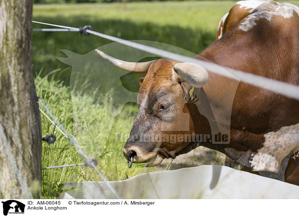 Watussirind / Ankole Longhorn / AM-06045