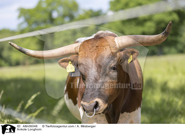 Ankole Longhorn / AM-06046