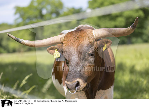 Watussirind / Ankole Longhorn / AM-06046