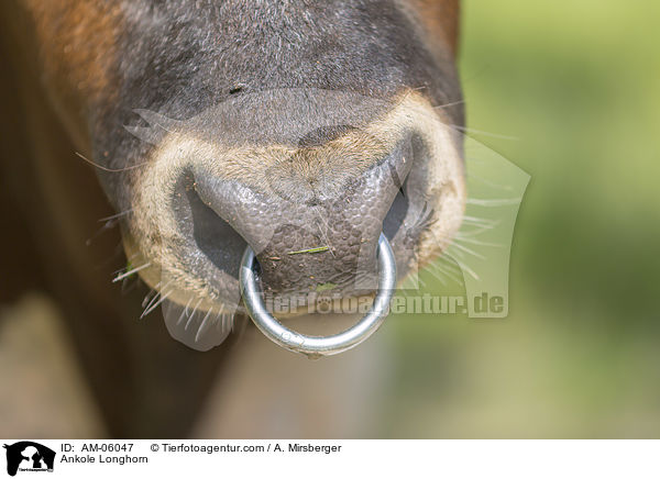 Ankole Longhorn / AM-06047