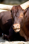 Ankole Longhorn