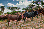 Ankole Longhorns