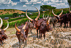 Ankole Longhorns