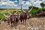 Ankole Longhorns