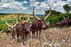 Ankole Longhorns