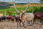 Ankole Longhorns