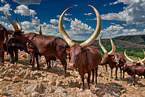 Ankole Longhorns