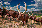 Ankole Longhorns