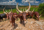 Ankole Longhorns