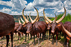 Ankole Longhorns