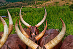 Ankole Longhorns