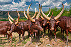 Ankole Longhorns