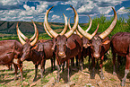 Ankole Longhorns