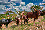 Ankole Longhorns