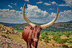 Ankole Longhorns