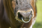 Ankole Longhorn