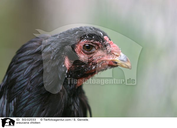 araucana chicken / SG-02033