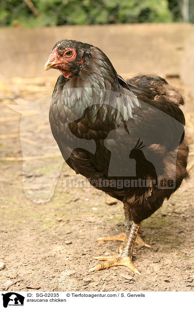 araucana chicken / SG-02035
