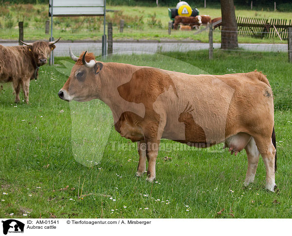 Aubrac cattle / AM-01541