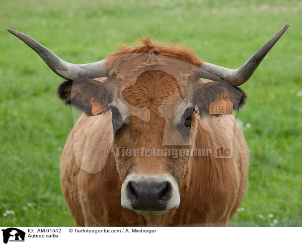 Aubrac cattle / AM-01542
