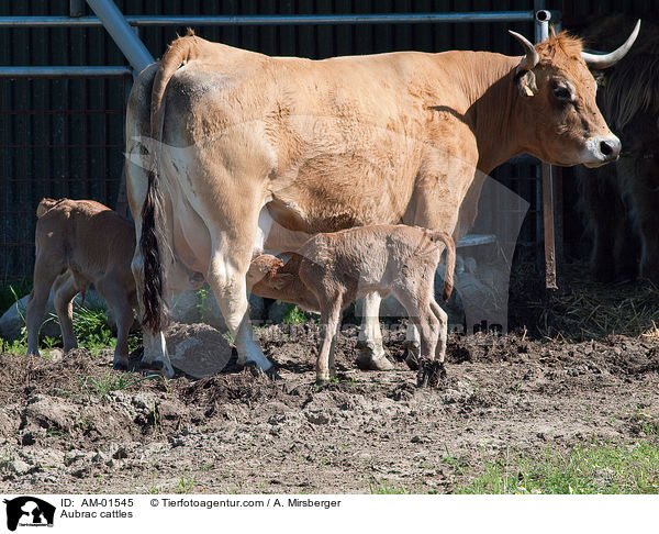 Aubrac cattles / AM-01545