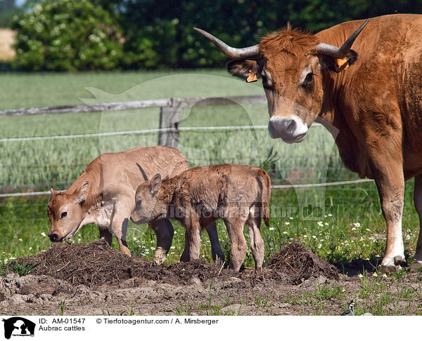Aubrac cattles / AM-01547