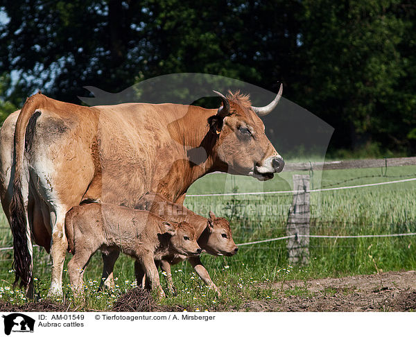 Aubrac cattles / AM-01549