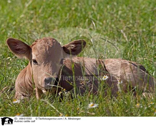 Aubrac cattle calf / AM-01550