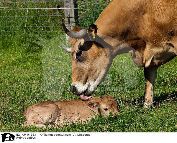 Aubrac cattles / AM-01553