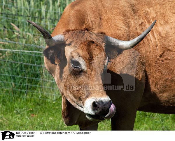 Aubrac cattle / AM-01554