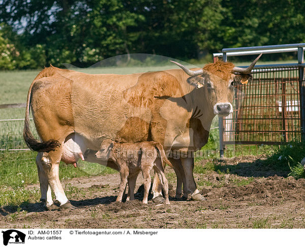 Aubrac cattles / AM-01557