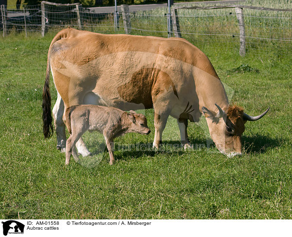 Aubrac cattles / AM-01558
