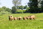 Aubrac