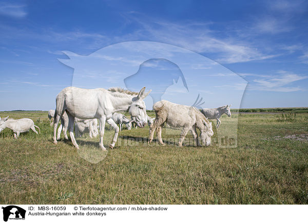 Austria-Hungarian white donkeys / MBS-16059