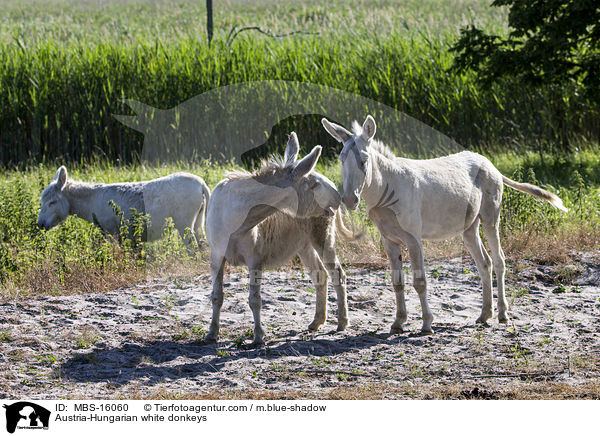 Austria-Hungarian white donkeys / MBS-16060