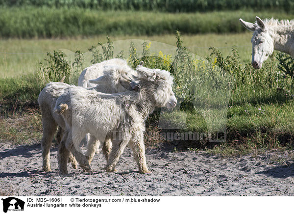 sterreich-ungarische weie Esel / Austria-Hungarian white donkeys / MBS-16061